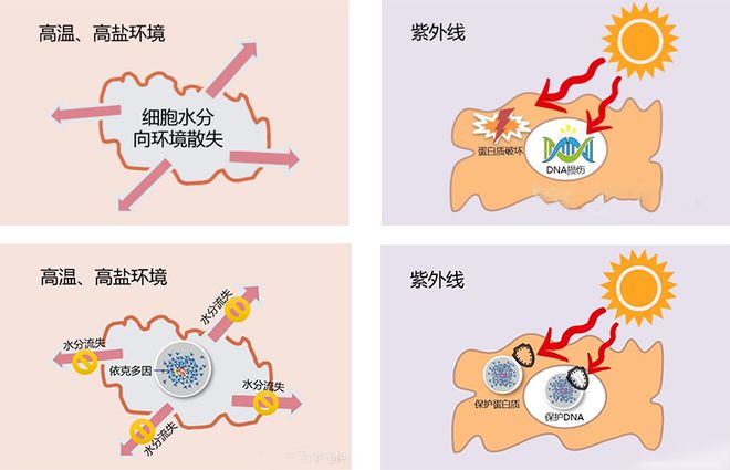 熊猫体育官网小知识：“依克多因”是什么？其功效可用于纺织品？(图2)