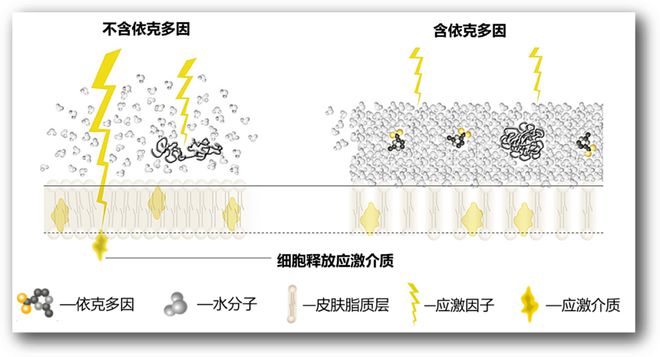 熊猫体育官网小知识：“依克多因”是什么？其功效可用于纺织品？(图1)